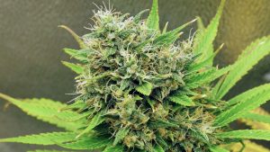 Fleur CBD